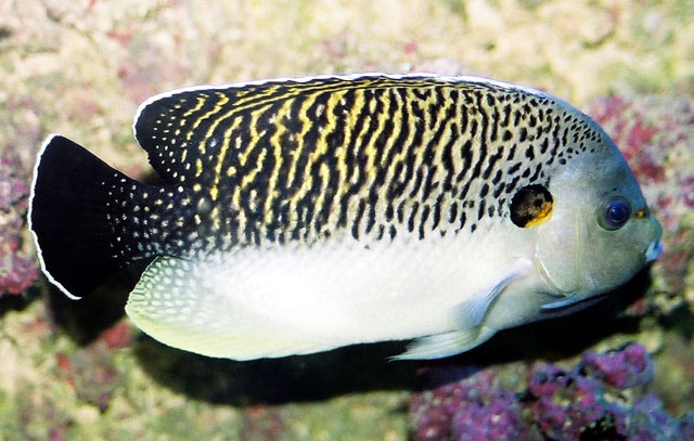 Apolemichthys kingi